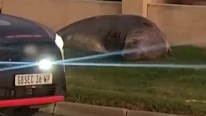 Elefante-marinho gigante é flagrado descansando em calçada na África do Sul — Veja o vídeo!