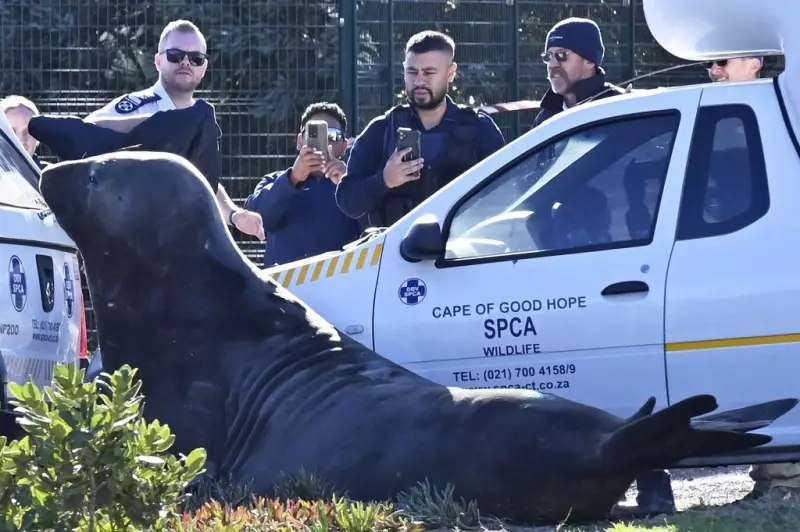Elefante-marinho surpreende moradores e mobiliza resgate em bairro da África do Sul