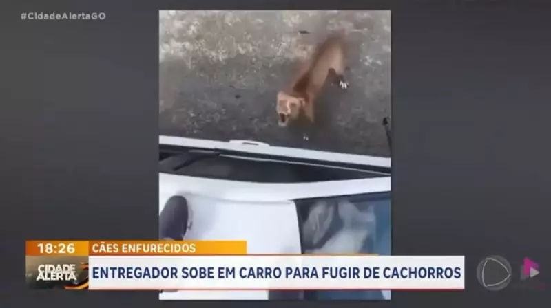 Entregador usa carro como escudo para fugir de ataque de pitbull em Goiás — veja o vídeo!