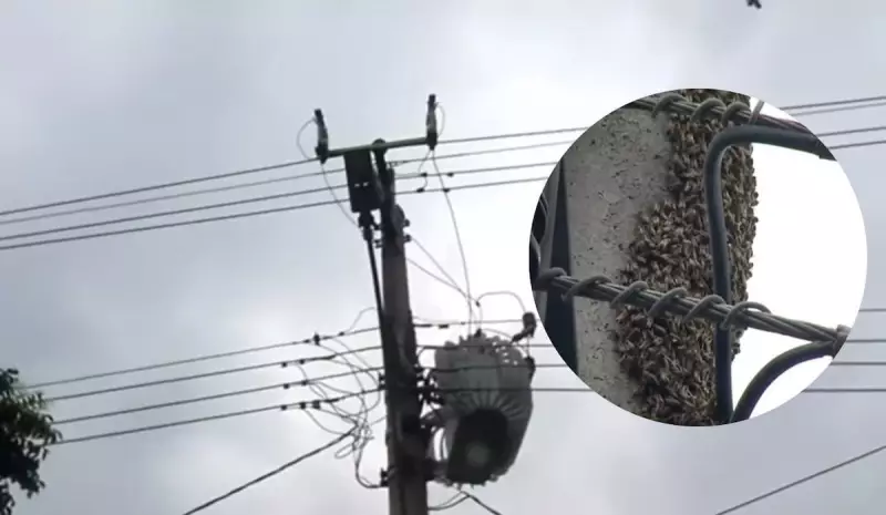 Enxame de abelhas assusta moradores de bairro em Cariacica — saiba como agir