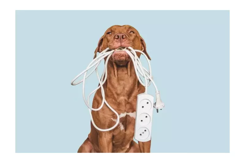 Equatorial Maranhão: Dicas Essenciais para Proteger Seus Pets de Acidentes Elétricos