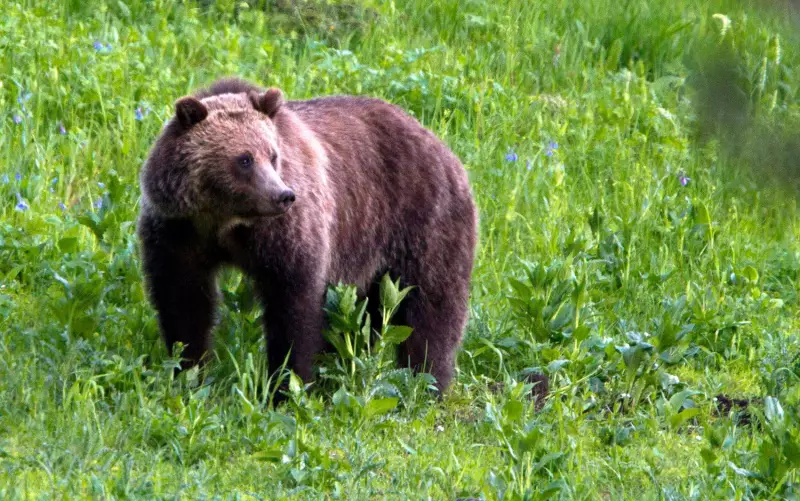 Eslováquia libera comércio de carne de urso: polêmica divide opiniões