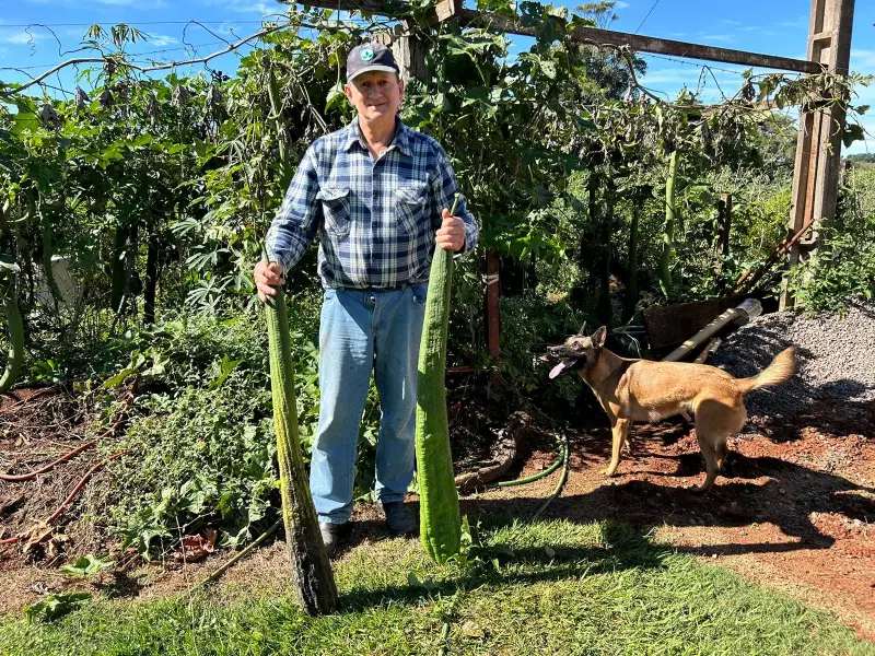 Esponjas vegetais gigantes surpreendem moradores de Ijuí: veja o vídeo!