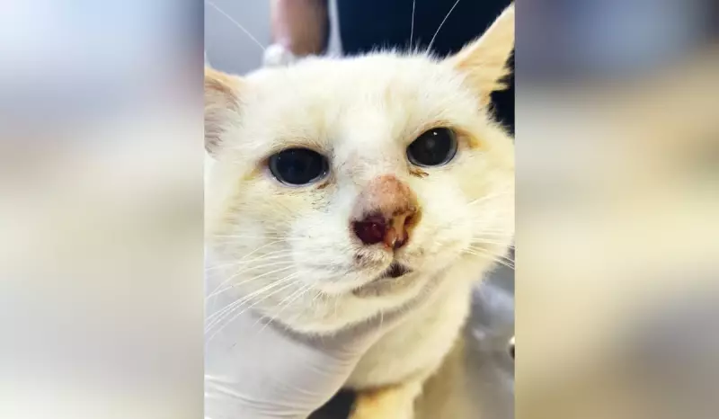 Esporotricose felina: entenda a doença que afeta gatos e pode ser transmitida para humanos