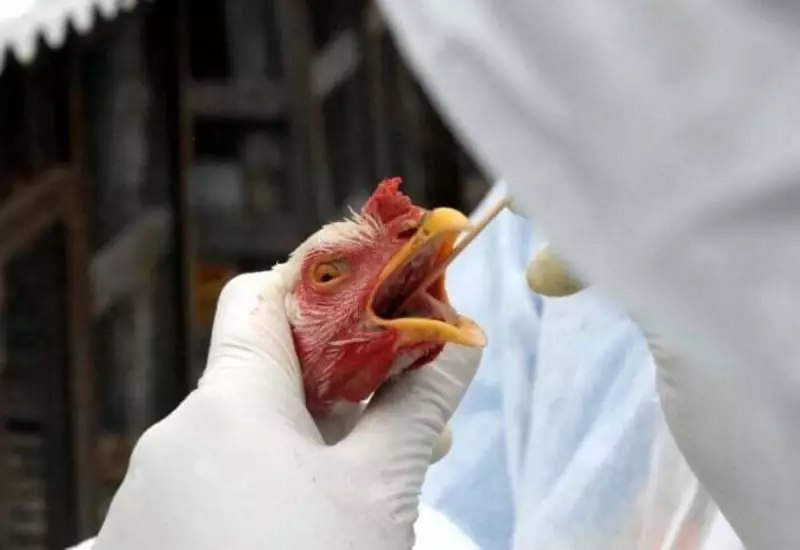 EUA suspendem verba de US$ 700 milhões para vacina contra gripe aviária: entenda o impacto
