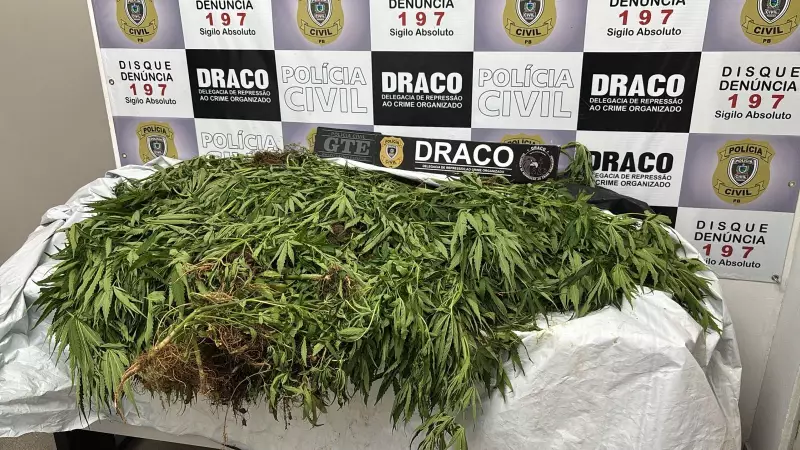 Ex-vereador de Taperoá, PB, é preso em operação que destruiu 15 mil pés de maconha
