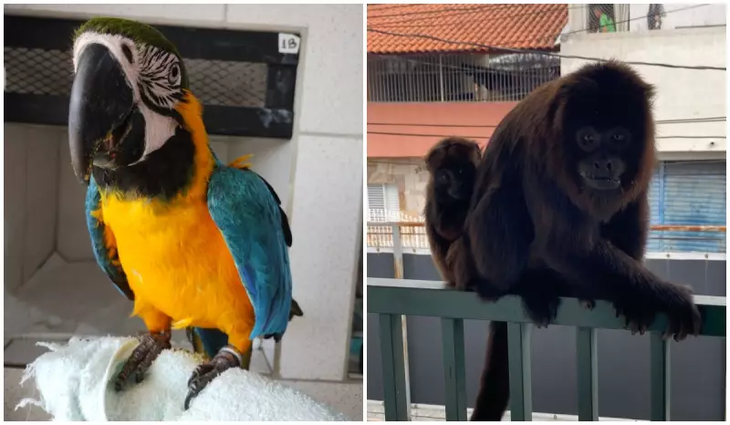 Falta de vacinas para animais silvestres e exóticos preocupa tutores no Brasil