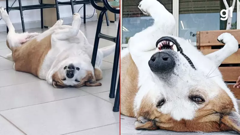 Fama de Silveira impulsiona adoção de animais no RS: 80 bichos monitorados em campus