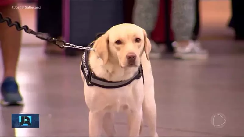 Família desiste de viagem à Europa após impasse com cão de serviço em aeroporto