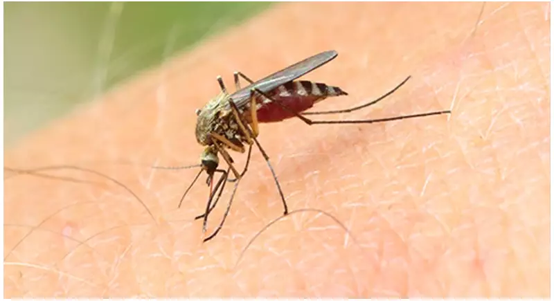 Febre Mayaro em alta no Acre: casos aumentam 175% em 5 meses