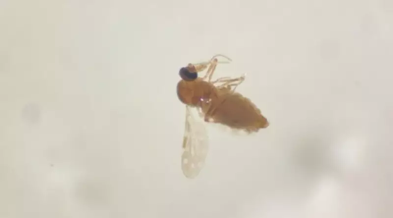 Febre Oropouche em alta no Brasil: sintomas, tratamento e como se proteger