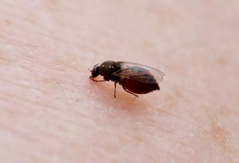 Febre Oropouche: ES registra primeira morte em 2025 e investiga outros casos suspeitos