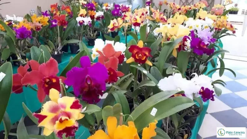 Feira de Orquídeas no Pátio Limeira Shopping: Evento imperdível para amantes de plantas