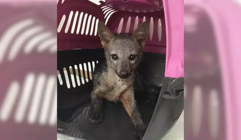 Filhote de cachorro-do-mato é resgatado às margens da BR-101 no Espírito Santo
