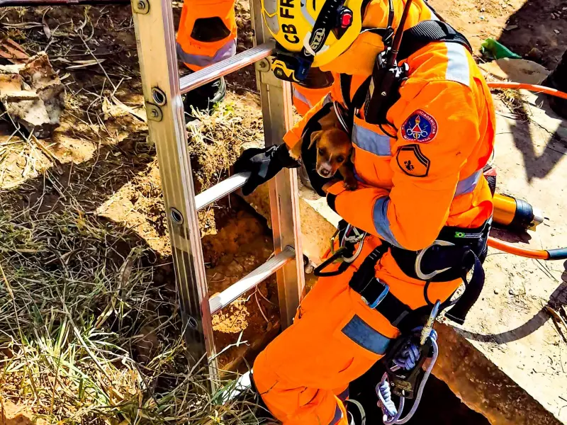 Filhote de cachorro é resgatado de galeria fluvial em Januária após morador ouvir latidos