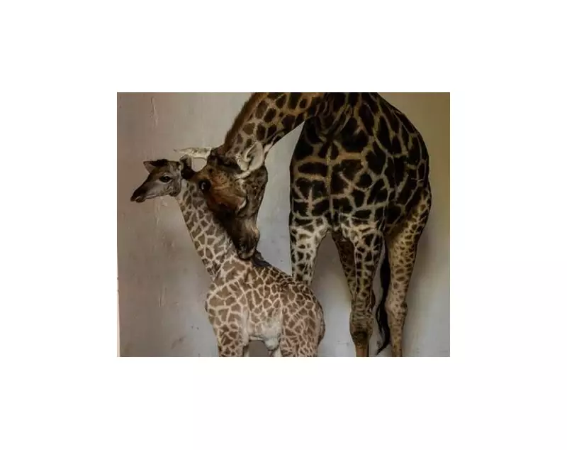 Filhote de girafa nasce no Zoológico de SP e público pode escolher o nome: veja como participar!