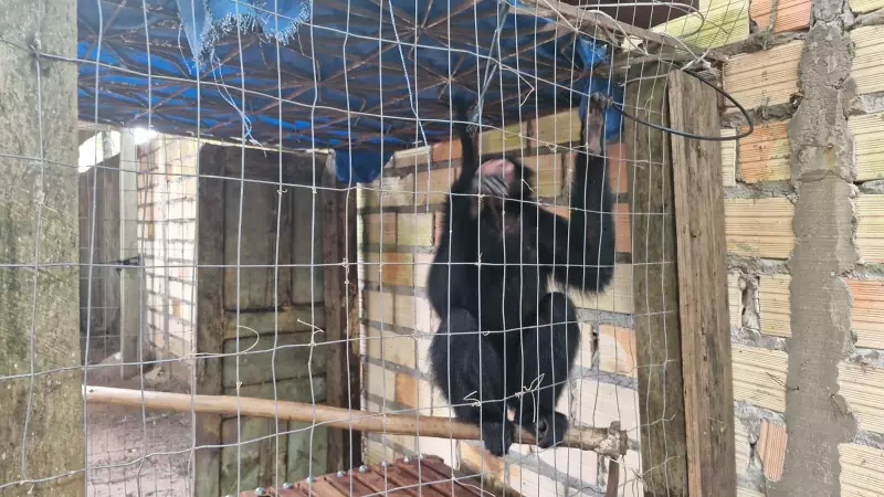 Filhote de peixe-boi e fêmea de macaco-aranha são resgatados e transferidos de Santarém para Belém