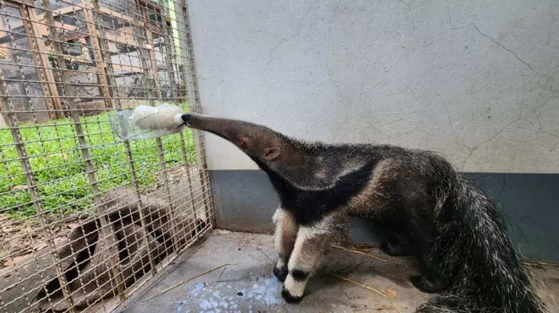 Filhote de tamanduá resgatado em queimadas se prepara para voltar à natureza em MT