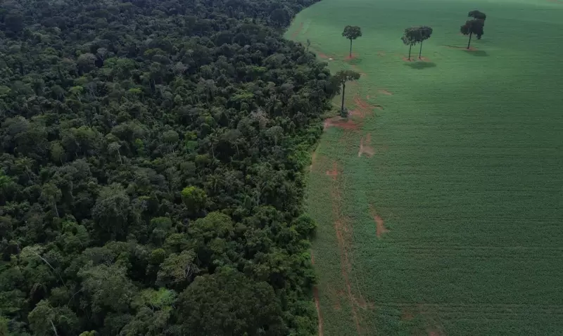 Florestas tropicais perdem área recorde em 2025: dados alarmantes revelam crise ambiental