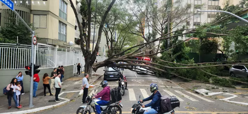 Fortes rajadas de vento causam queda de árvores em SP e deixam feridos