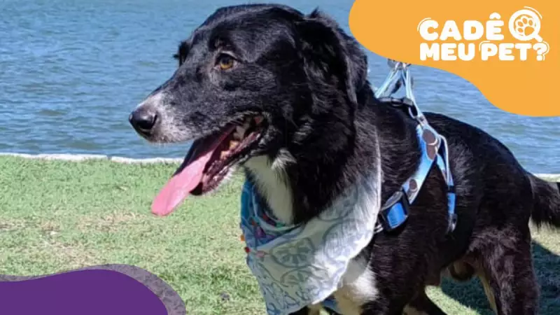 Fox busca um lar amoroso: cão encontrado no Centro de Vitória está para adoção