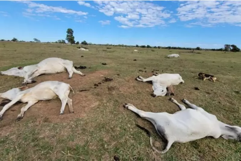 Frente fria em Mato Grosso do Sul: alerta para risco de hipotermia em rebanhos bovinos