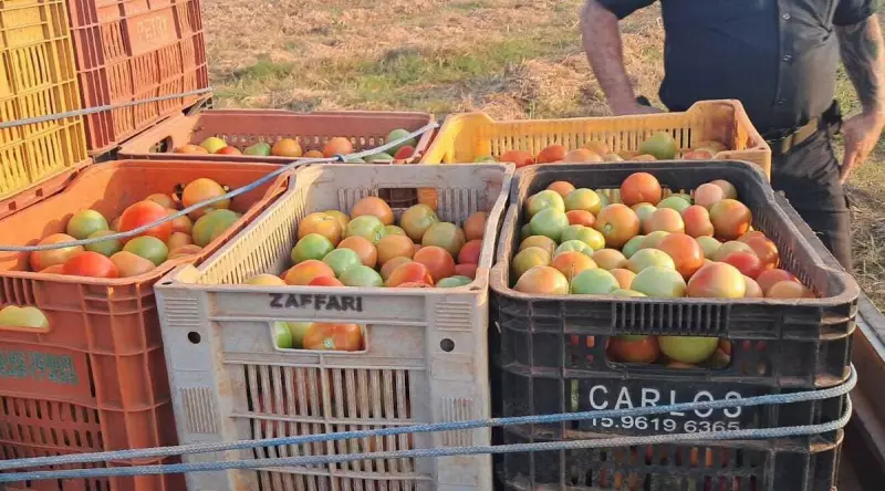 Furto em zona rural de Sumaré termina com prisões por crime qualificado: veja detalhes