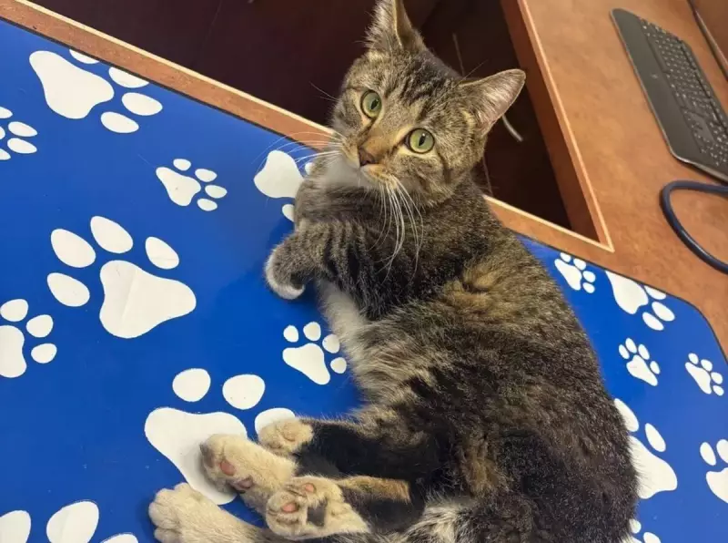 Gata nasce com seis patas e surpreende veterinários: caso raro chama atenção