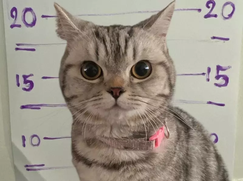 Gatinho fofo é preso após atacar policiais e vira sensação na internet