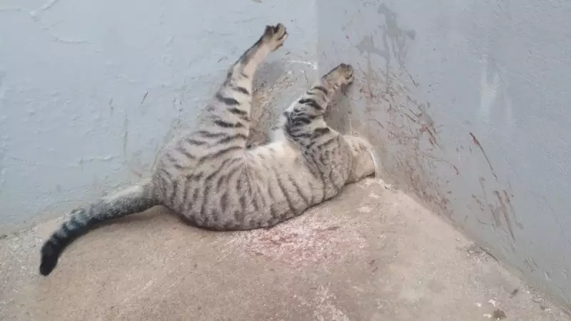 Gato com cabeça presa em cano mobiliza bombeiros em Minas Gerais — Veja o resgate emocionante!