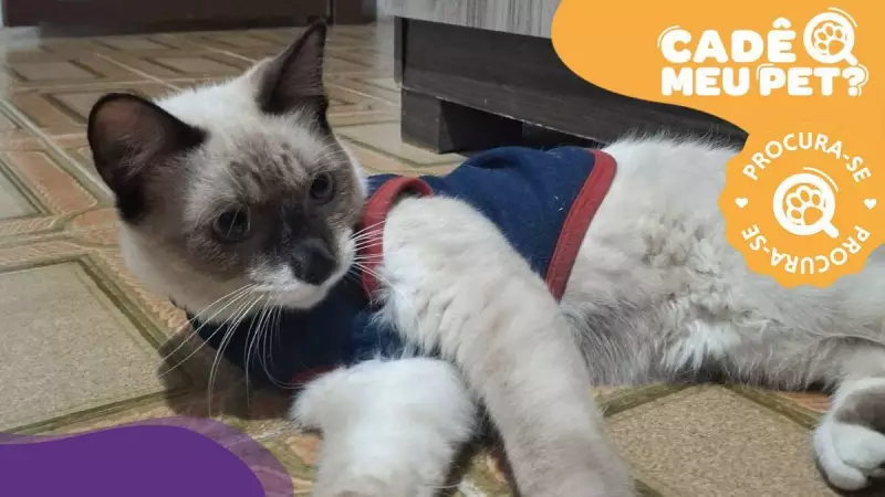 Gato desaparecido em Vitória: tutora pede ajuda para encontrar Nico