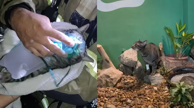 Gato é resgatado de incêndio em prédio no Amapá: veja o vídeo emocionante!