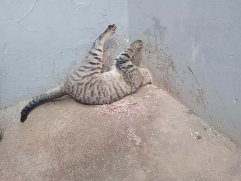 Gato preso em cano de PVC é salvo por bombeiros em Minas Gerais — Veja o resgate emocionante!