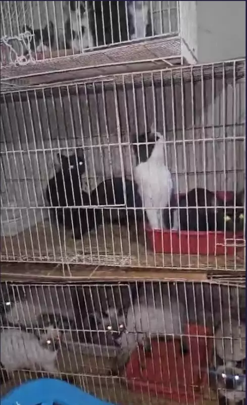 Gatos de idosa são encontrados presos em gaiola em BH: caso de maus-tratos choca moradores