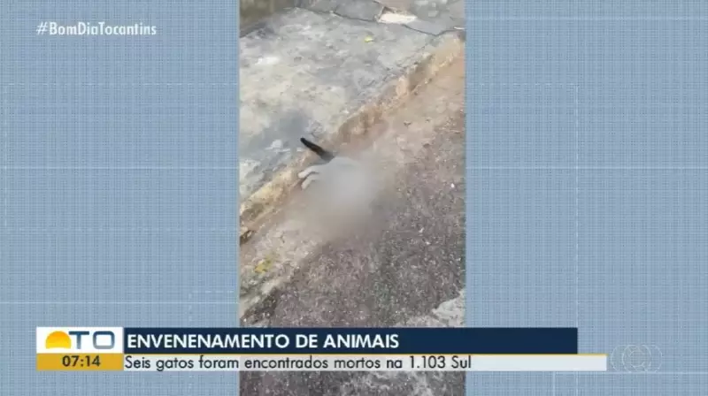 Gatos são encontrados mortos em Palmas: moradores suspeitam de envenenamento