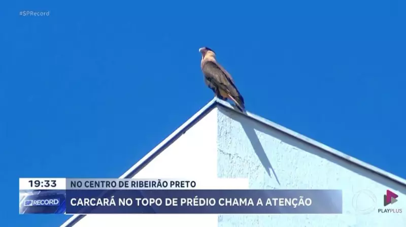 Gavião-carcará é flagrado em prédio e chama atenção no centro de Ribeirão Preto (SP)