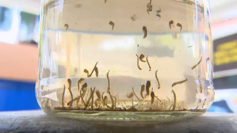 Governador Valadares em alerta: infestação do Aedes aegypti chega a 35% e maioria dos focos está dentro das casas
