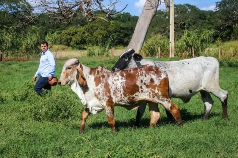Governo de SP investe em genética para impulsionar produção de leite no estado
