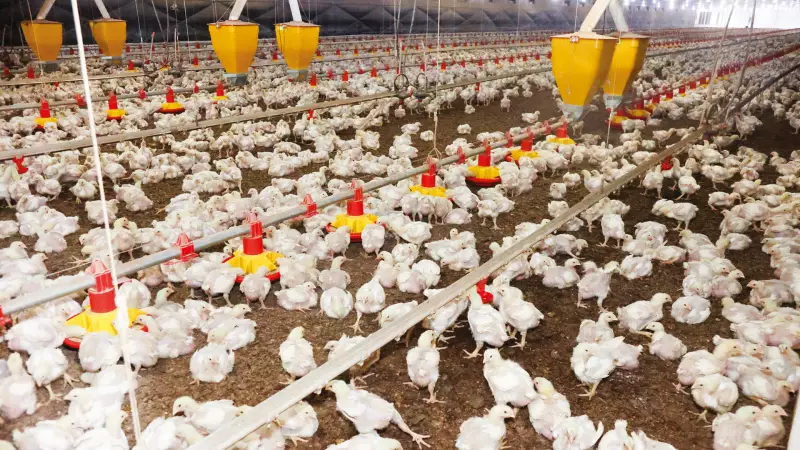 Gripe Aviária: Brasil Enfrenta Novos Desafios em Crises Sanitárias