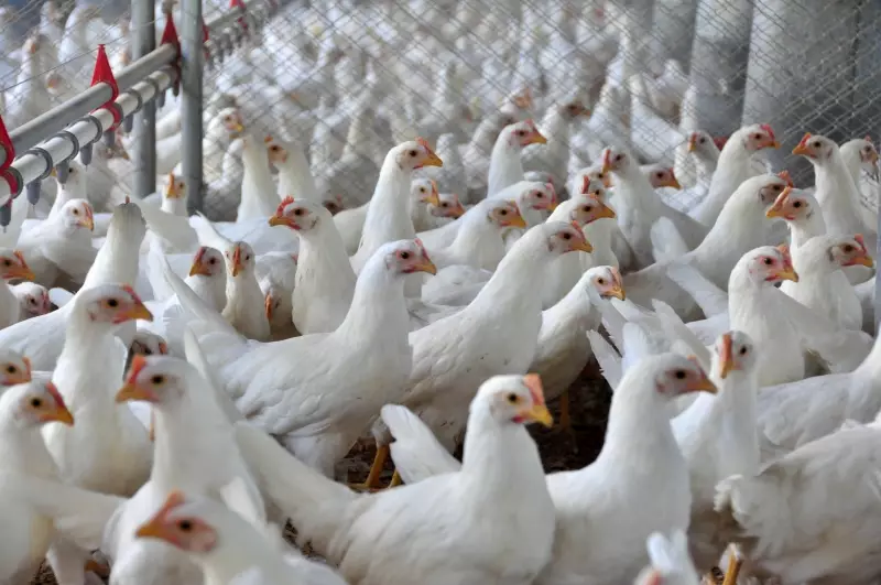 Gripe Aviária em Ipumirim: Caso Suspeito é Descartado Após Análise Laboratorial