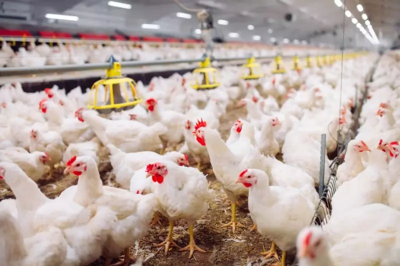 Gripe Aviária em MG: Governo garante segurança no consumo de carne e ovos