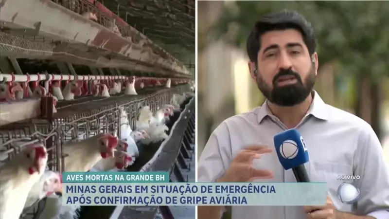 Gripe Aviária em Minas Gerais: Funcionários de Sítio Entram em Quarentena