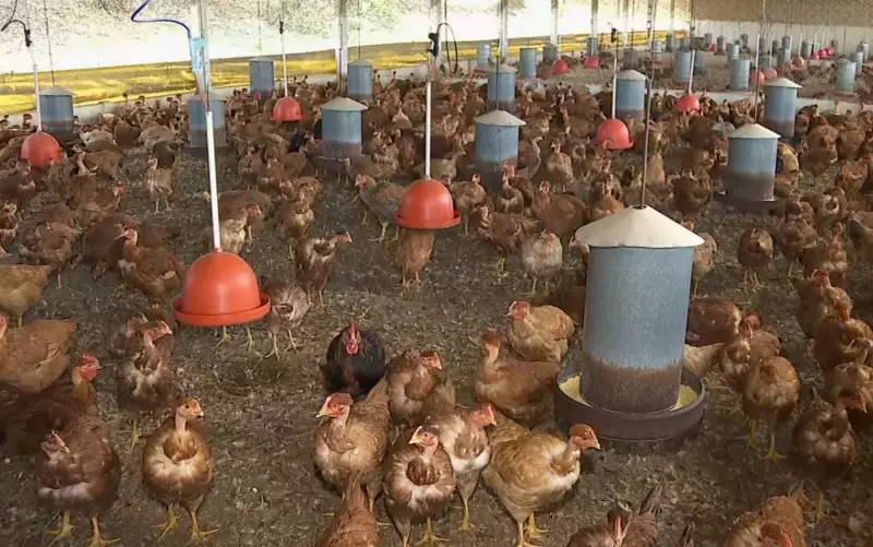 Gripe aviária em Minas Gerais: granjas intensificam cuidados após caso confirmado