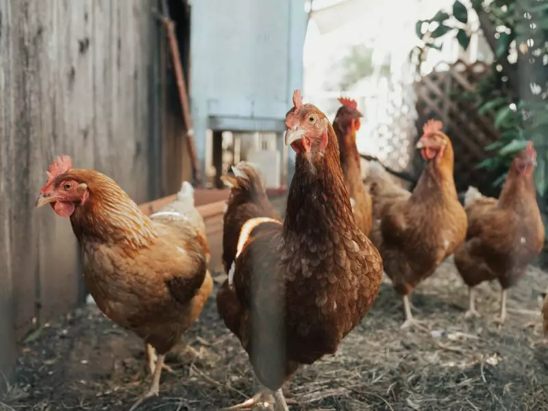 Gripe Aviária em Minas Gerais: Ministério da Agricultura investiga novos casos e reforça alerta