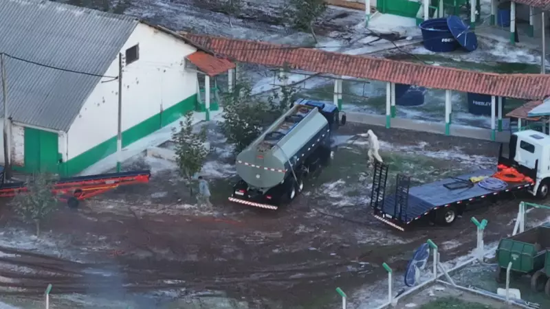 Gripe Aviária em Montenegro: Granja sacrifica 60 mil galinhas por precaução
