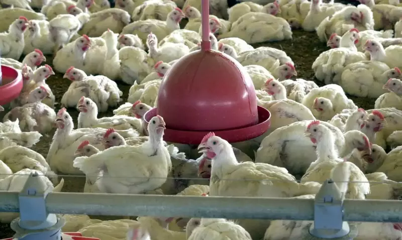 Gripe aviária em SC: Ministério mantém análise após estado descartar doença em granja comercial