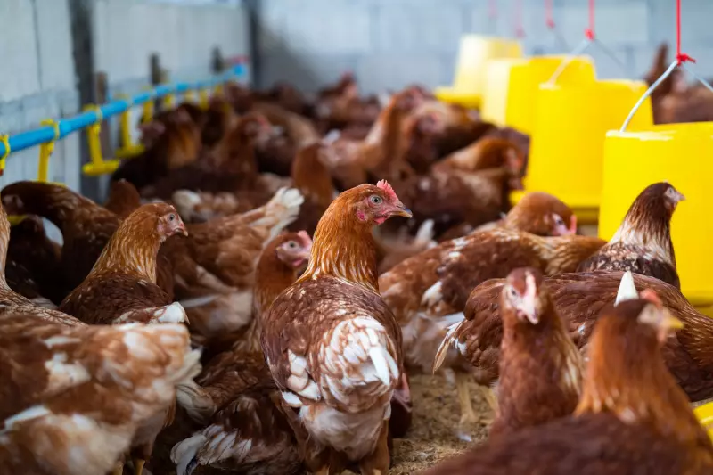 Gripe Aviária: Entenda por que alguns países baniram frango do Brasil e outros apenas de estados ou municípios