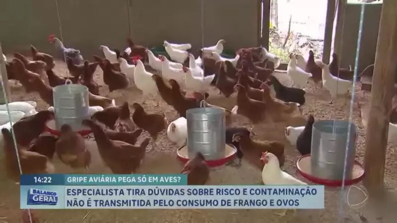 Gripe Aviária: Especialista Explica Riscos e Como Evitar Contaminação