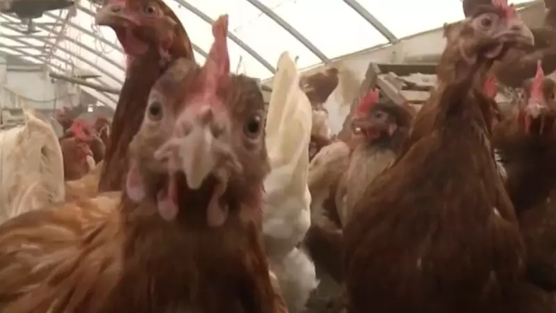 Gripe Aviária: Especialista Revela Sintomas em Aves que Exigem Ação Imediata dos Produtores