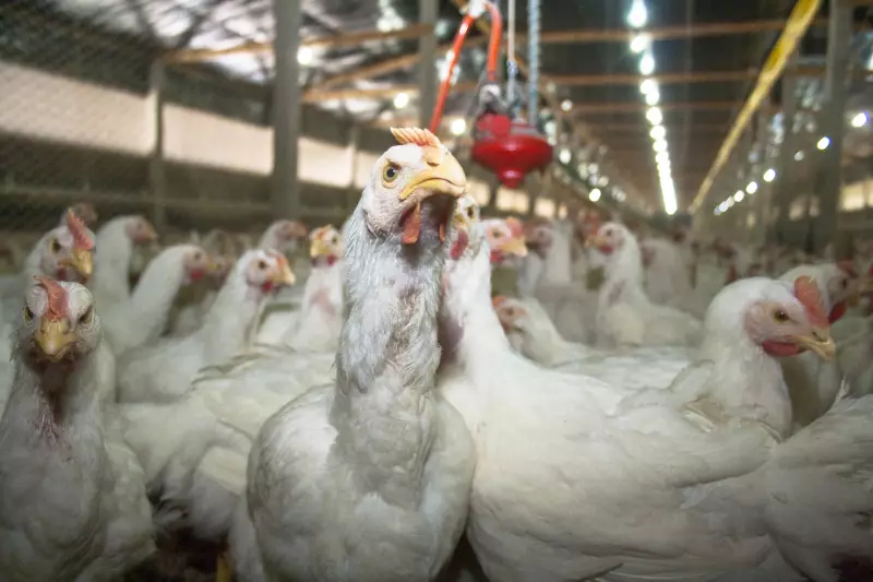 Gripe Aviária: Mais de 60 países suspendem importação de frango do Brasil
